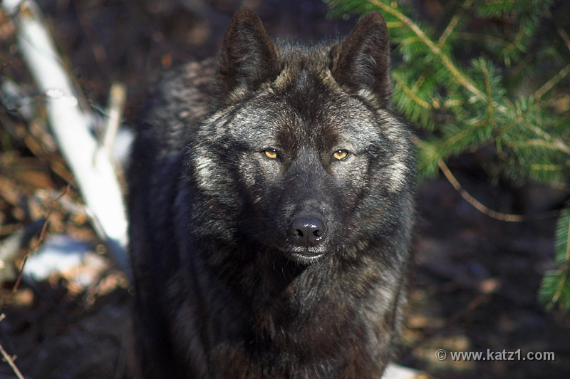 Arctic Wolf 008